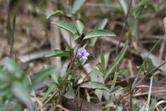 Dyschoriste depressa